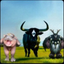 MOOCOW