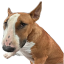 NOSEBUD