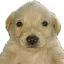 JOTCHUA