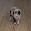 PETUNIA