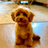 POOCH