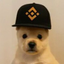 PUP