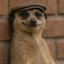 MEERKAT