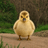 CHUBBYGOSLING