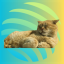 JUPCAT