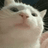 VIBE CAT