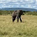 African Safari V2