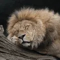 Zen Lion Massage Club