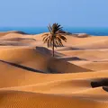 Magnificence Of Desert