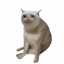 Cash Cat (CASHCAT) icon